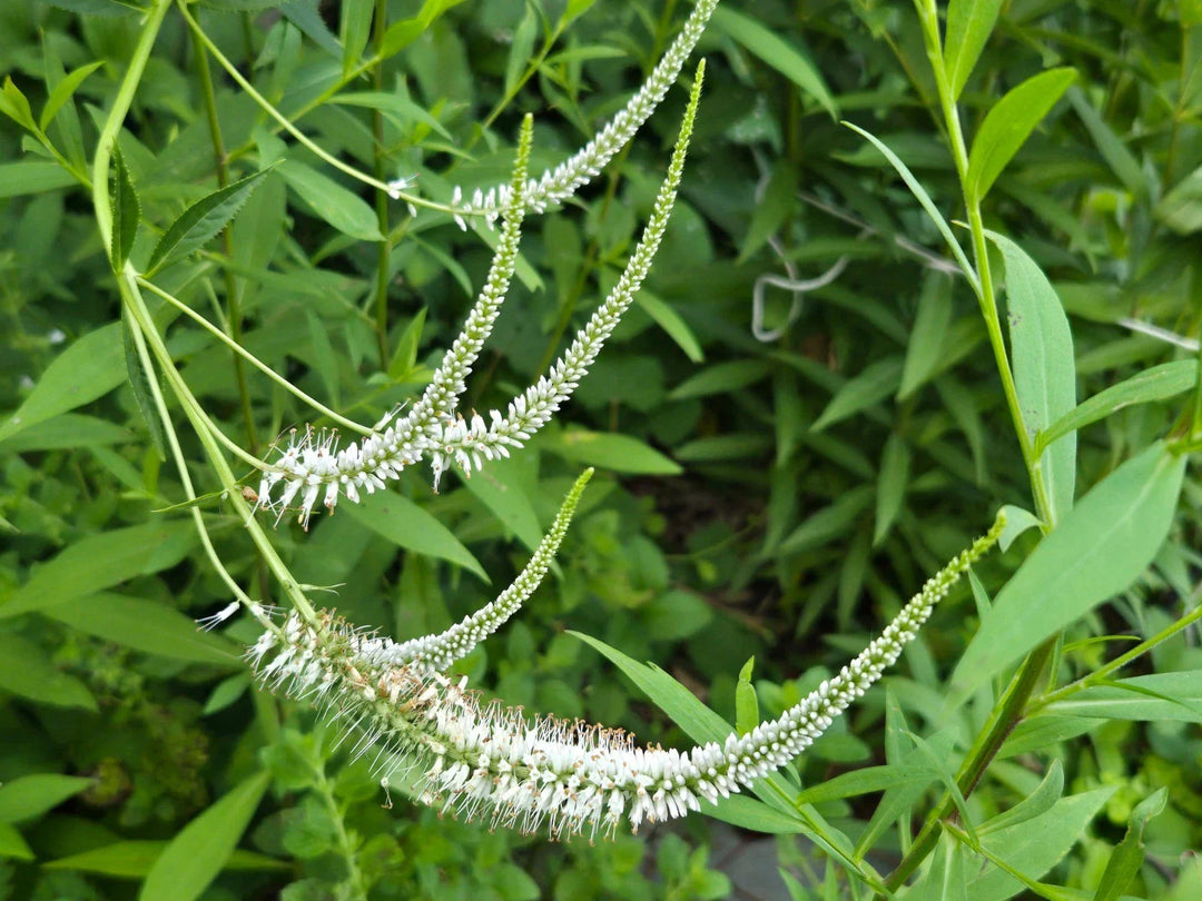 gram culver flower seeds