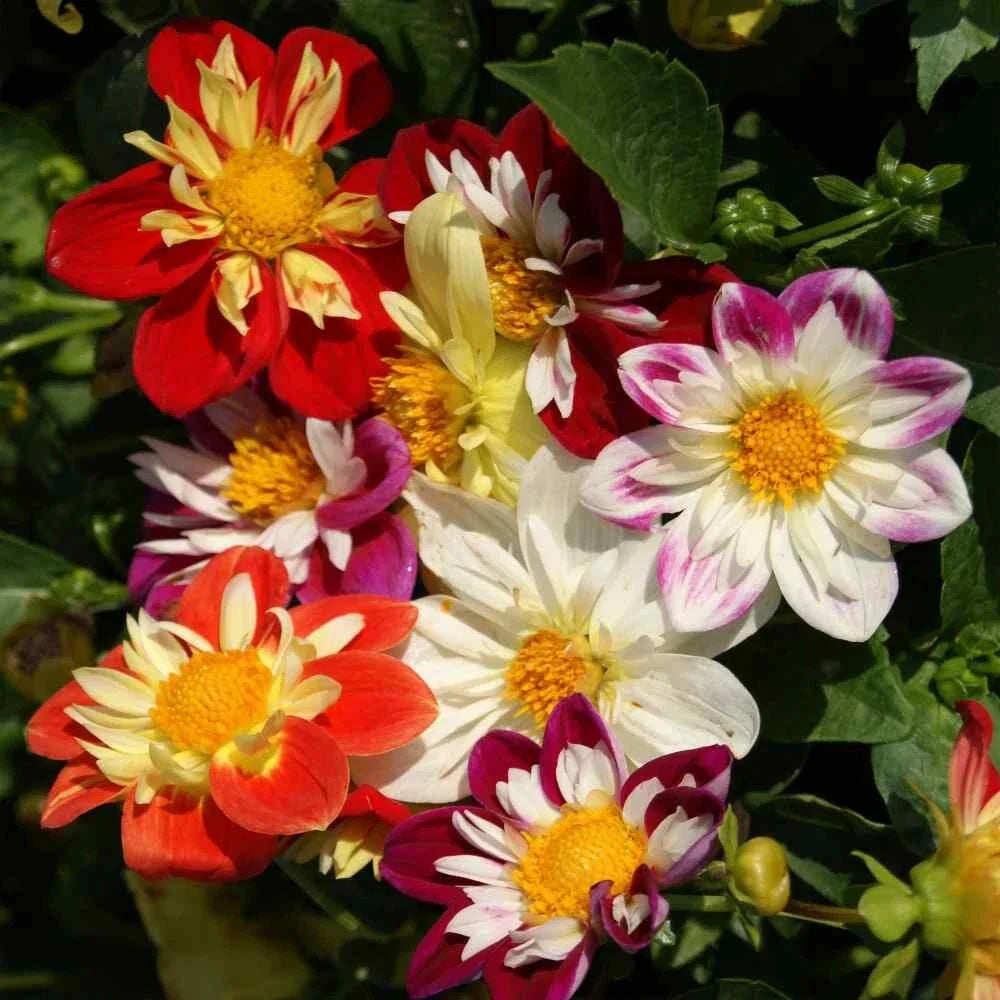 dahlia dandy flower seeds