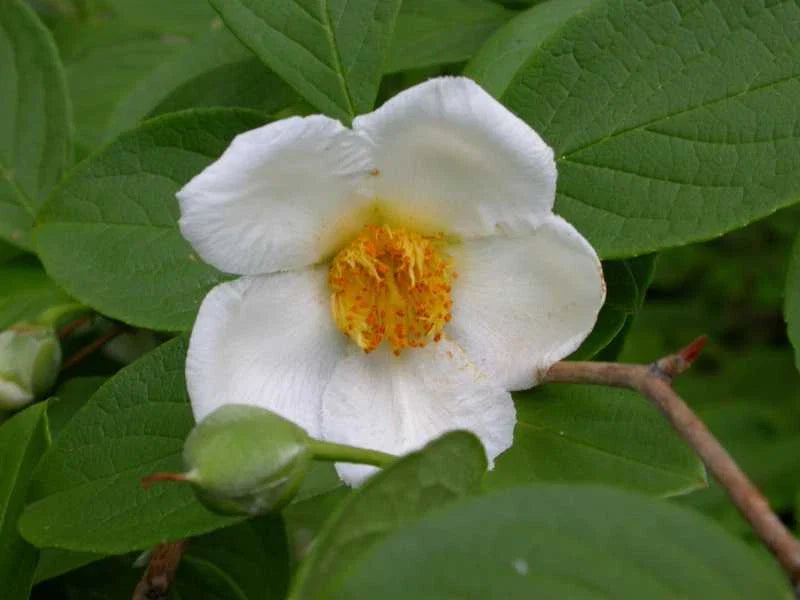 japanese stewartia flower seeds