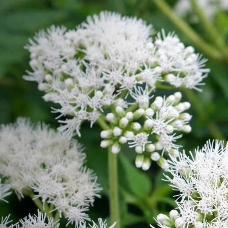 boneset eupatorium flower seeds