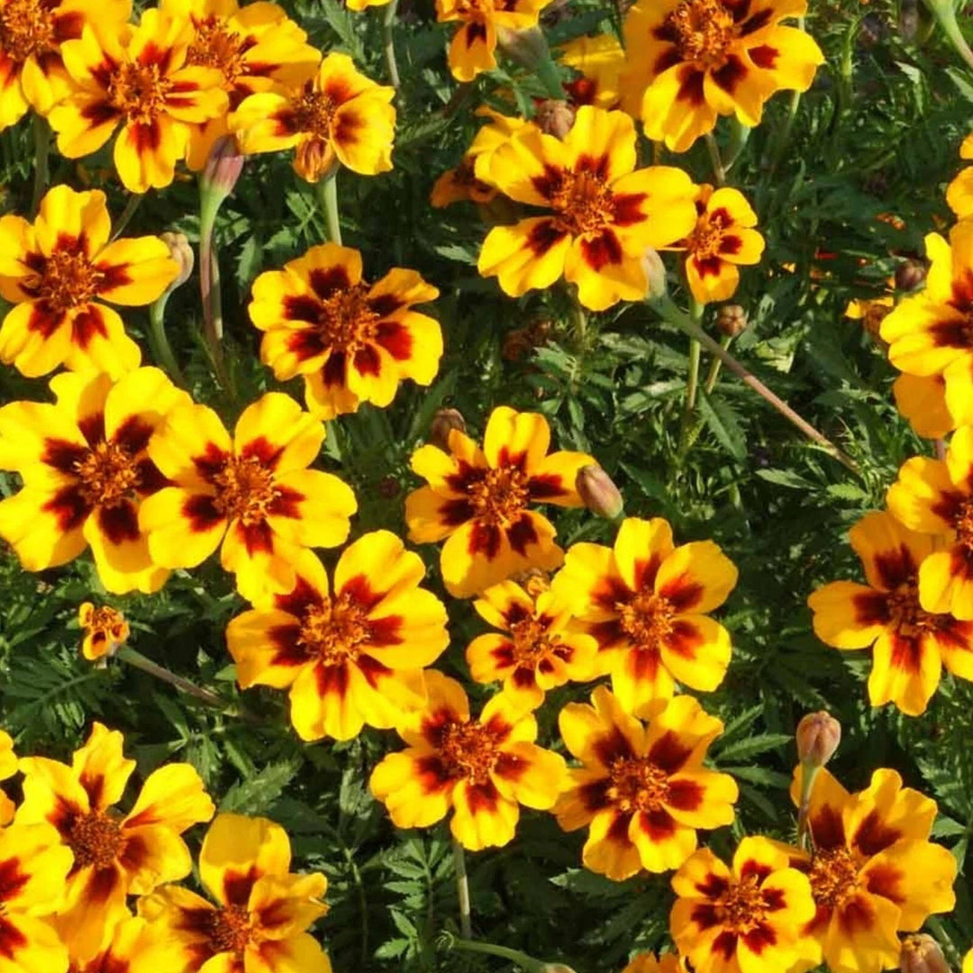 dainty marietta flower seeds