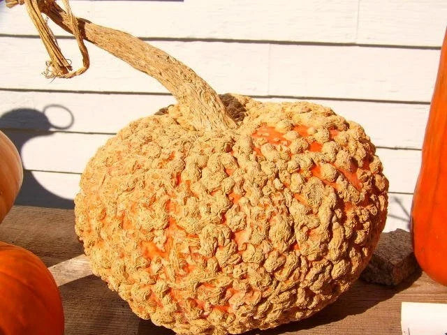 pumpkin galeaux flower seeds