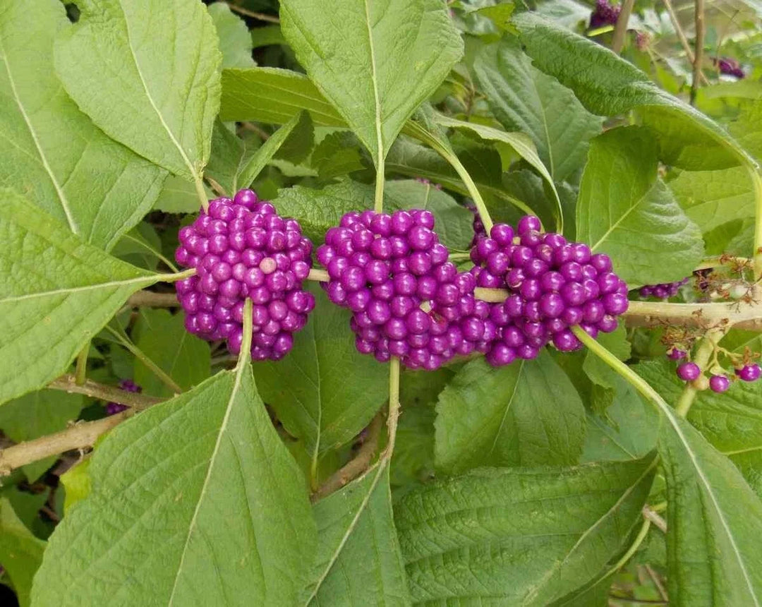 purple american flower seeds