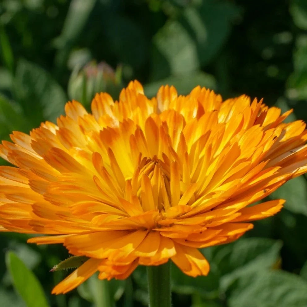 orange calendula flower seeds