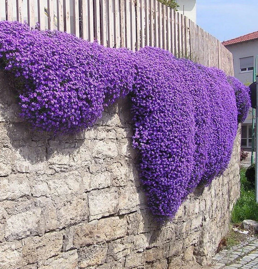 purple rockcress flower seeds