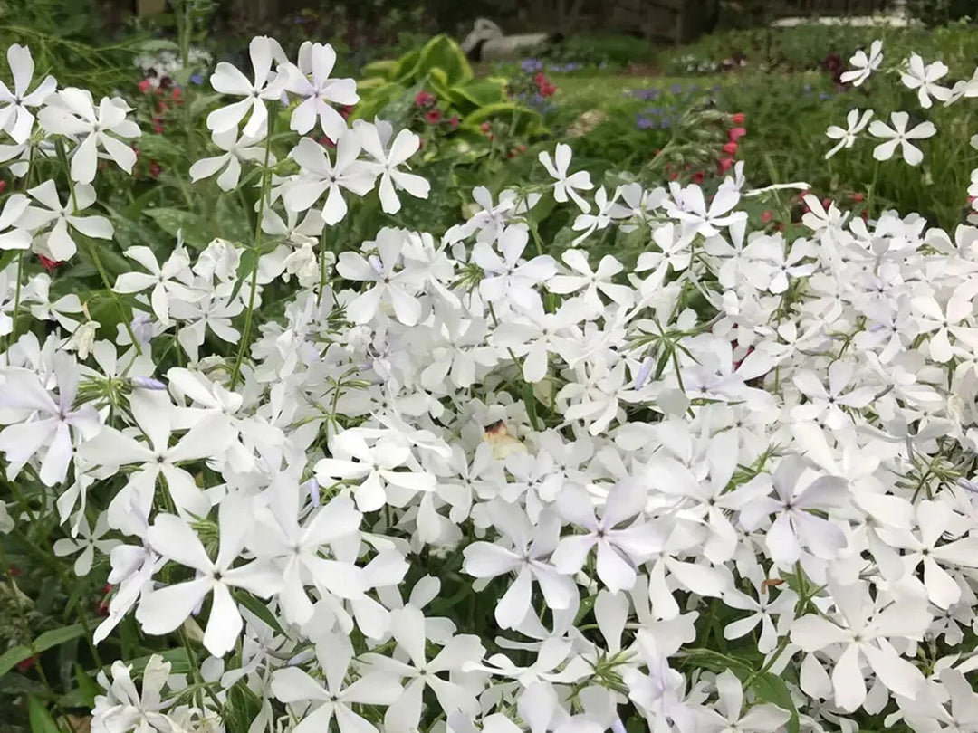 may breeze flower seeds