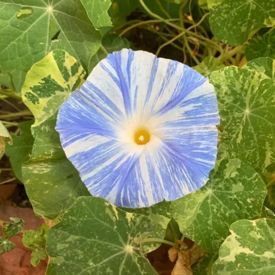 flying saucers flower seeds