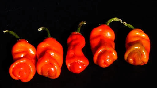 peter pepper flower seeds