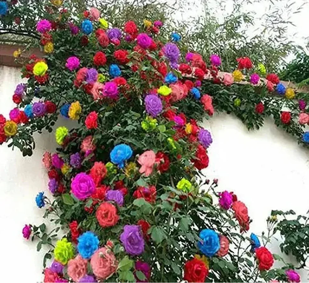 mix climbing flower seeds