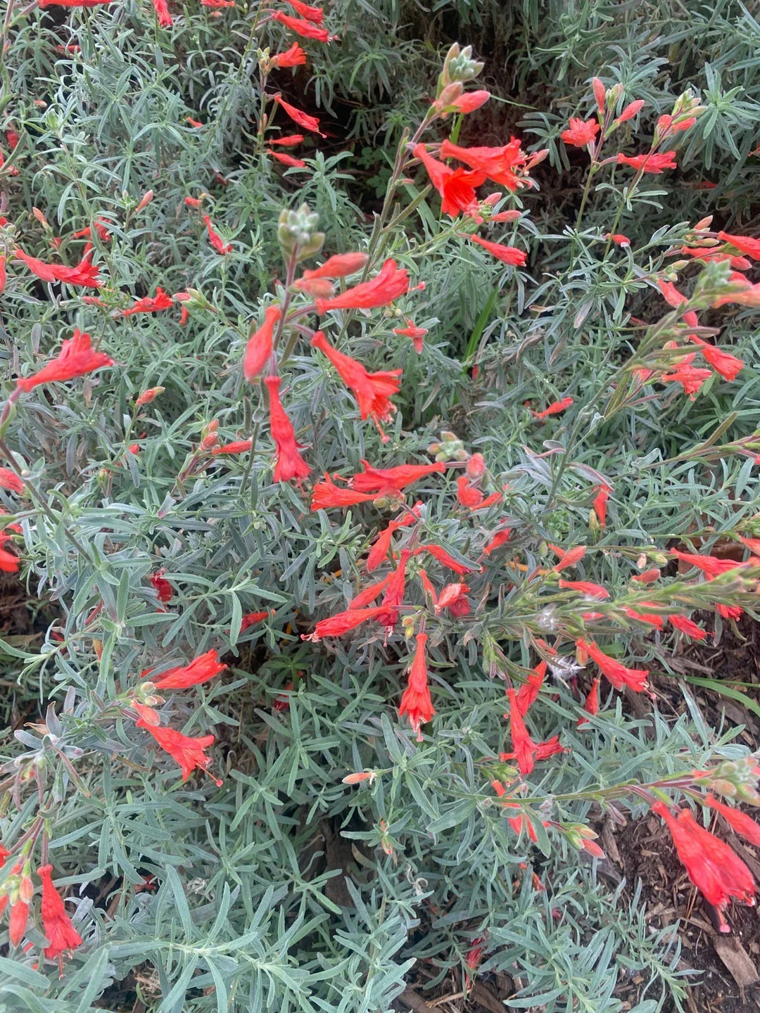 epilobium canum flower seeds