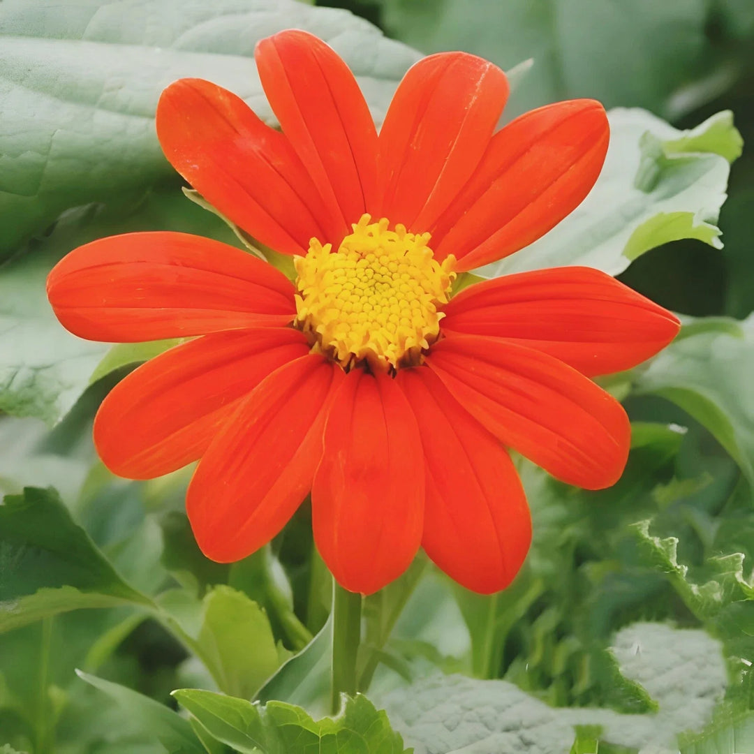 mexican sunflower flower seeds