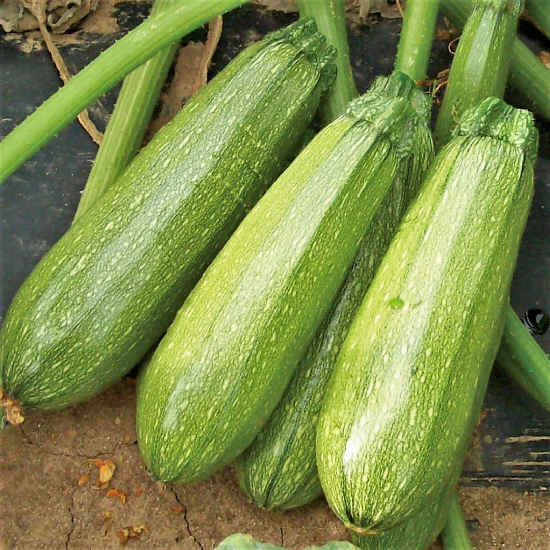 grey zucchini flower seeds