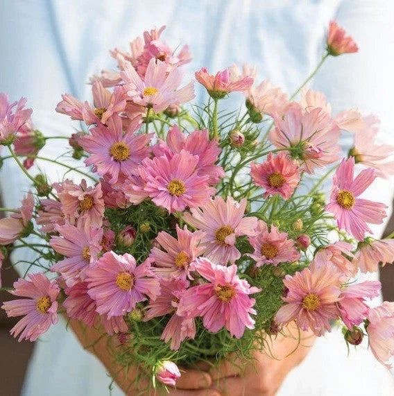 cosmos apricotta flower seeds