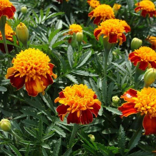 orange french flower seeds