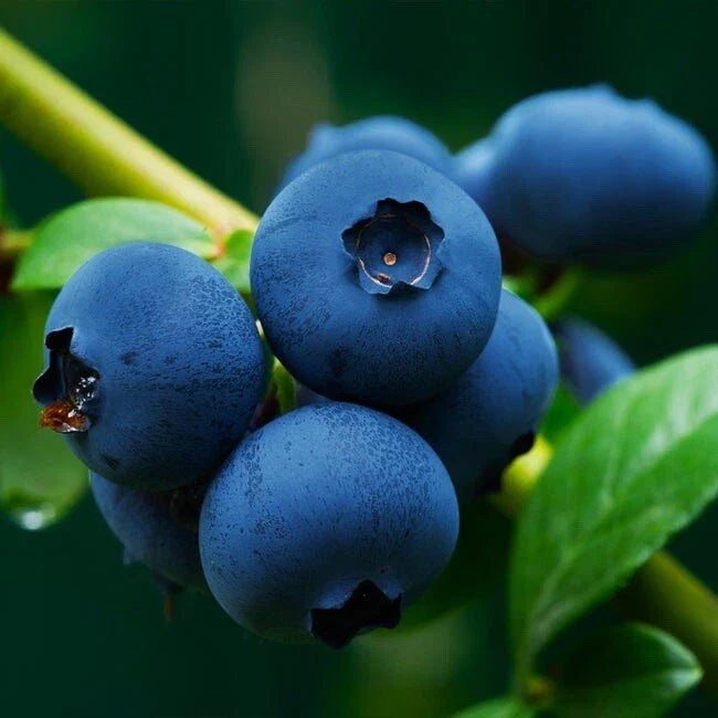 european blueberry flower seeds