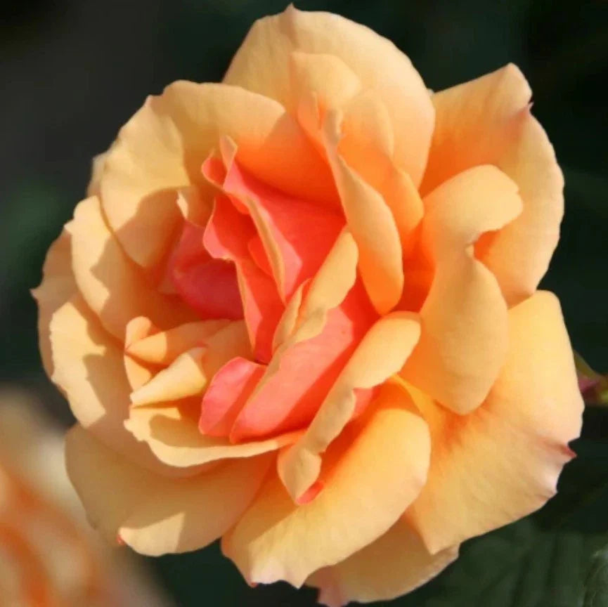 orange about flower seeds