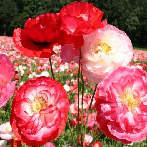 pink white flower seeds