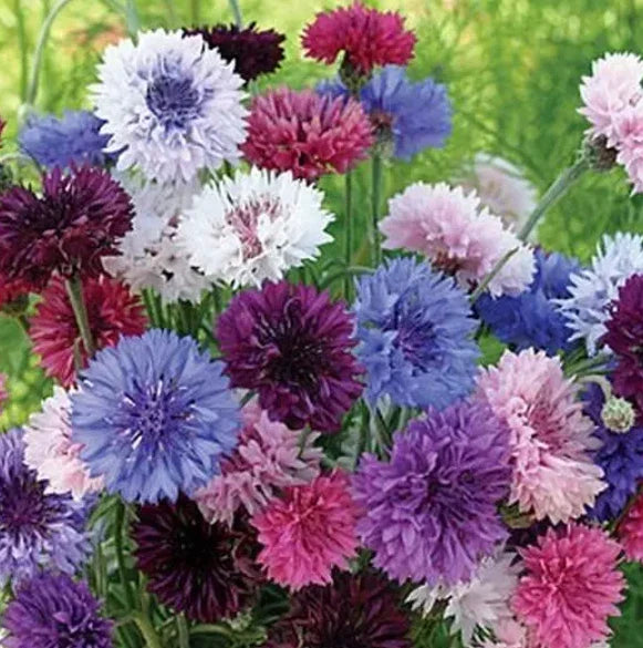 cornflower bachelor flower seeds