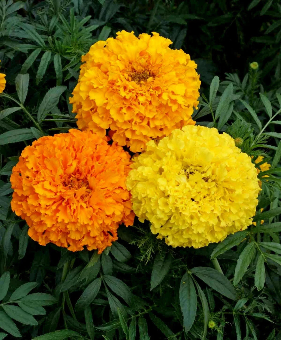 african marigold flower seeds