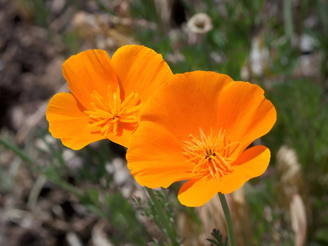 orange california flower seeds