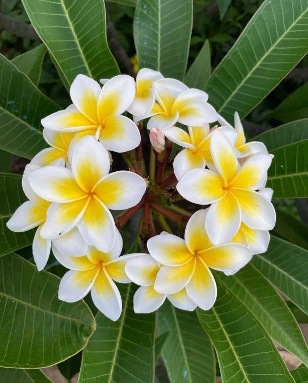 white yellow flower seeds