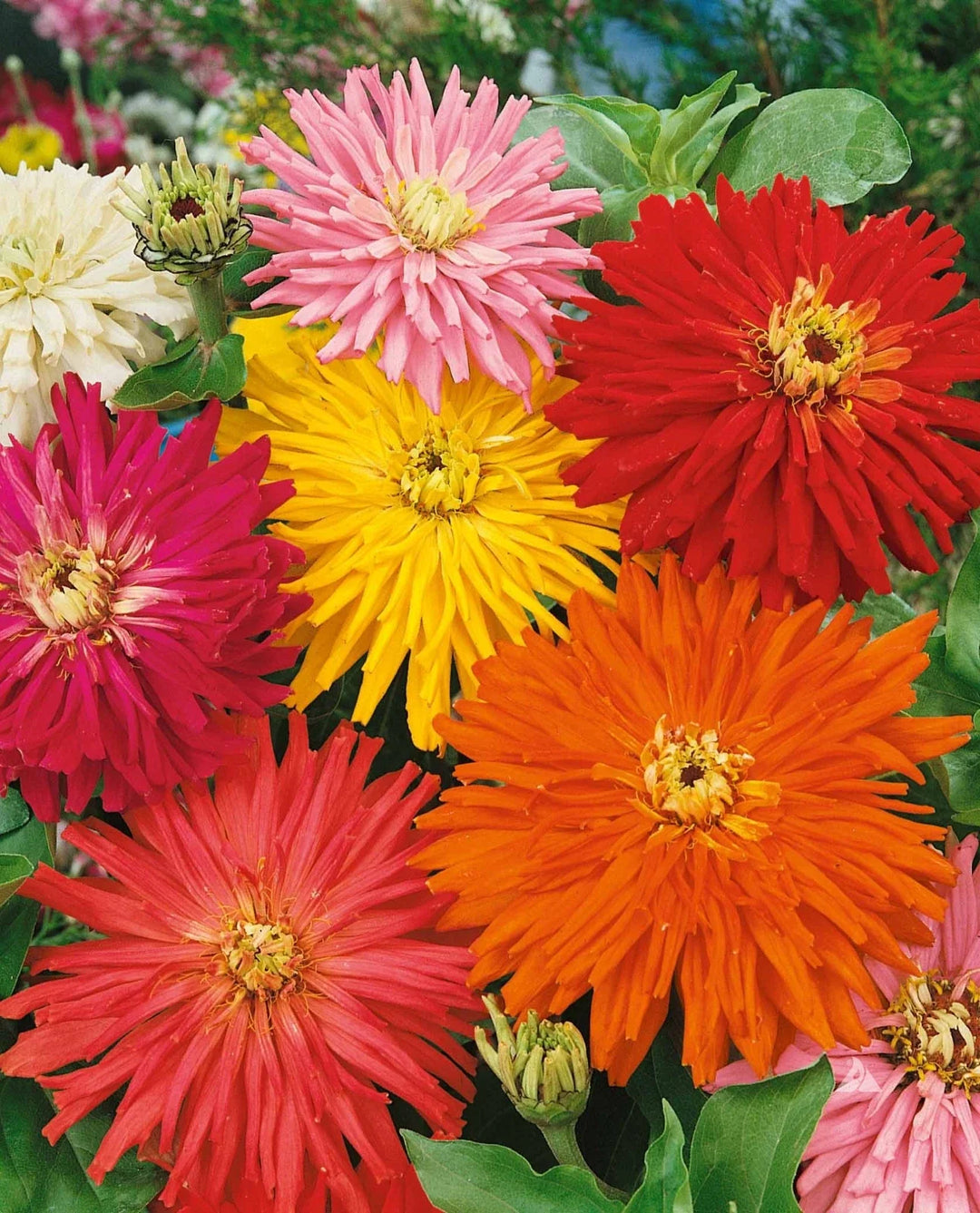 cactus flowered flower seeds