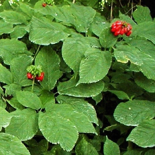 fully stratified flower seeds