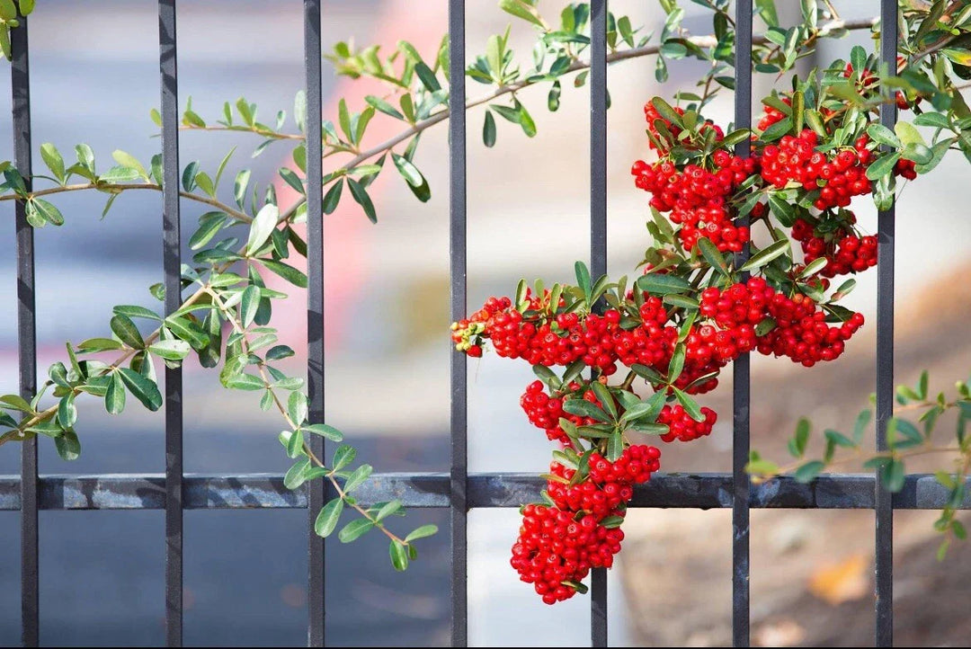 pyracantha berries flower seeds