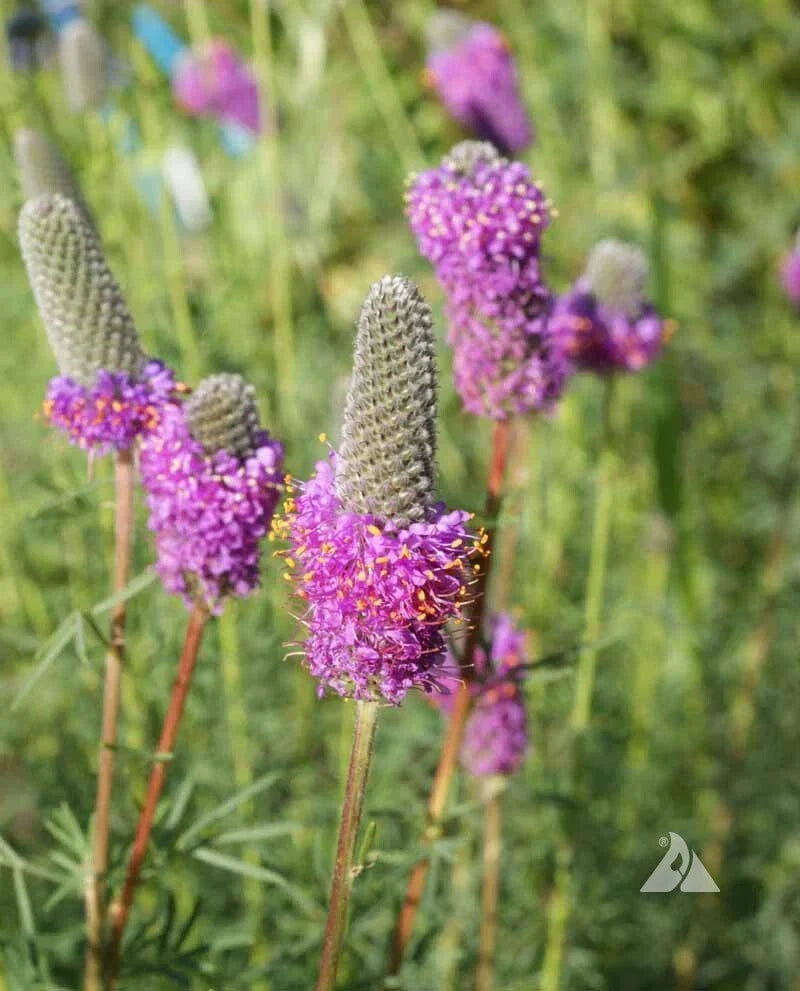 purple clover flower seeds