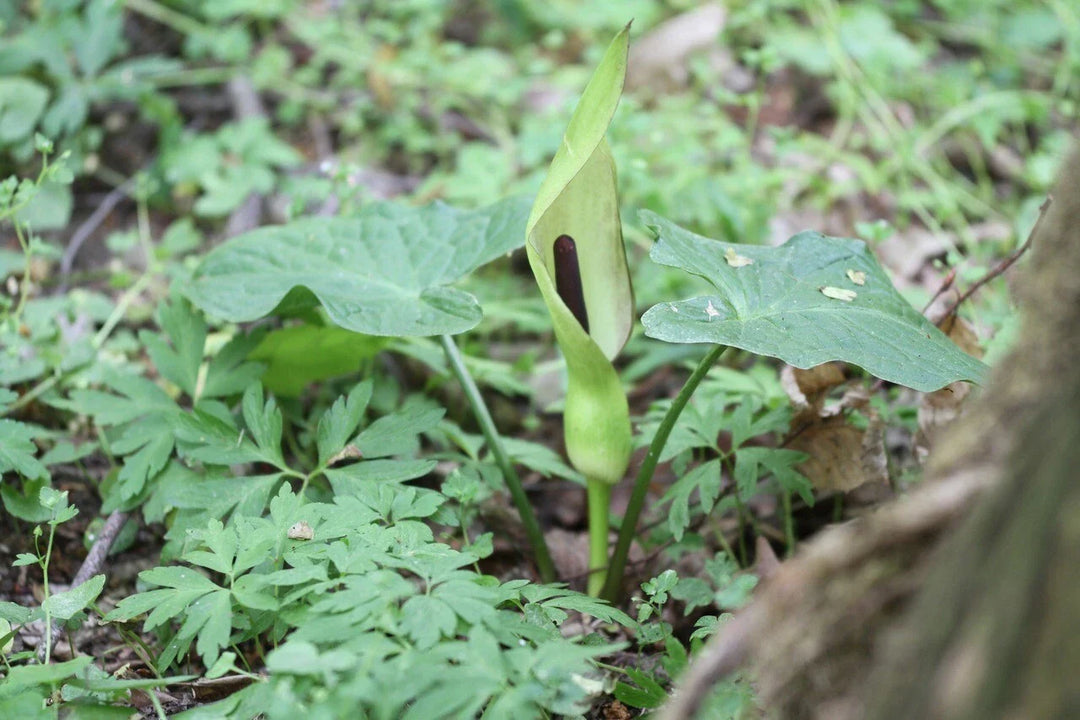 arum maculatum flower seeds