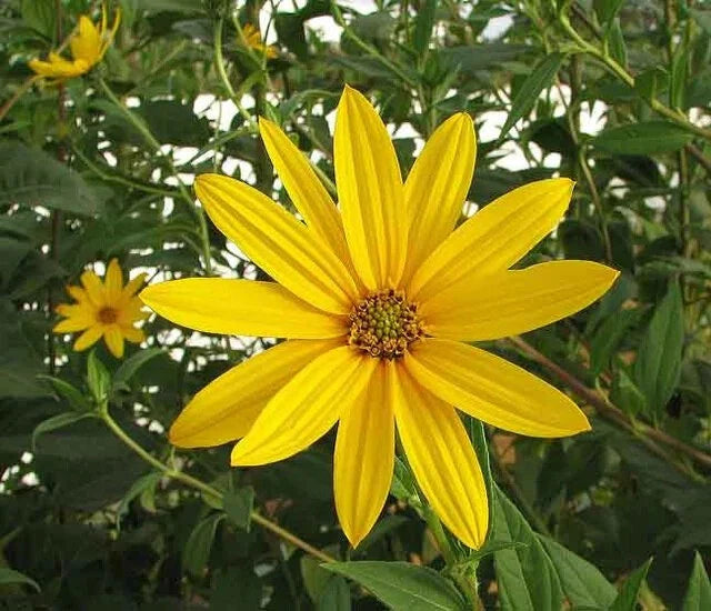 red sunchoke flower seeds