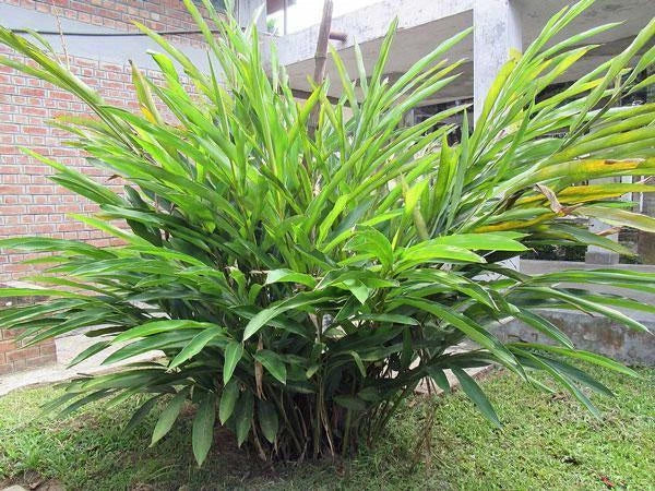 elettaria cardamomum flower seeds