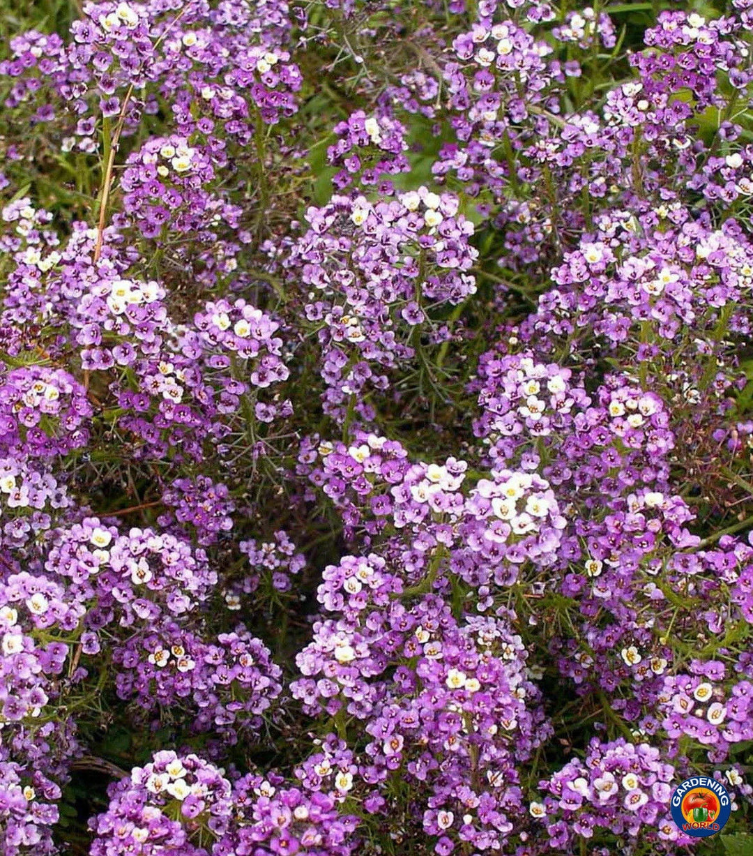 purple sweet flower seeds