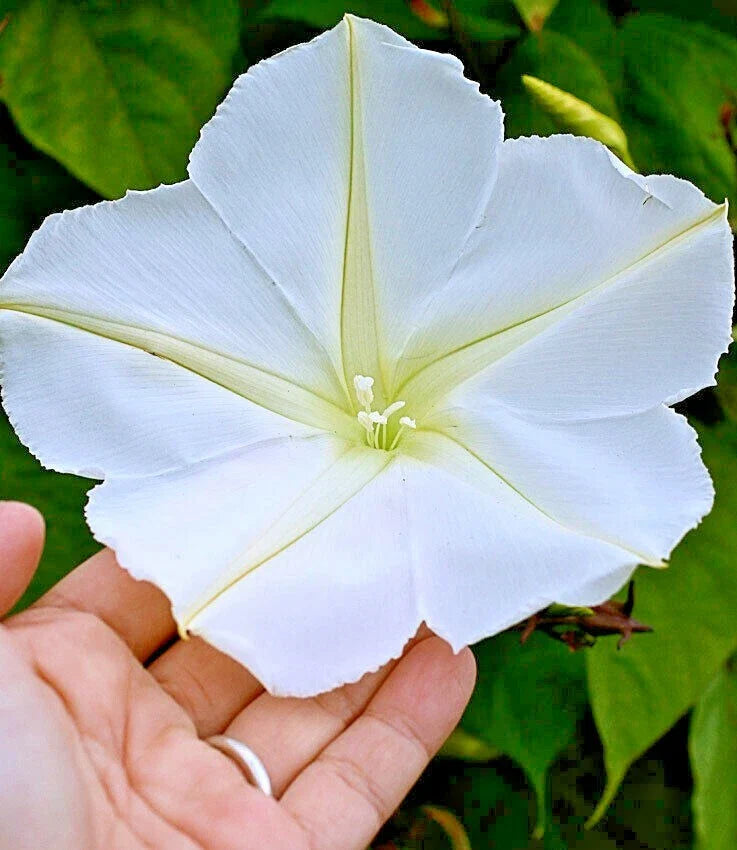 moonflower flower flower seeds