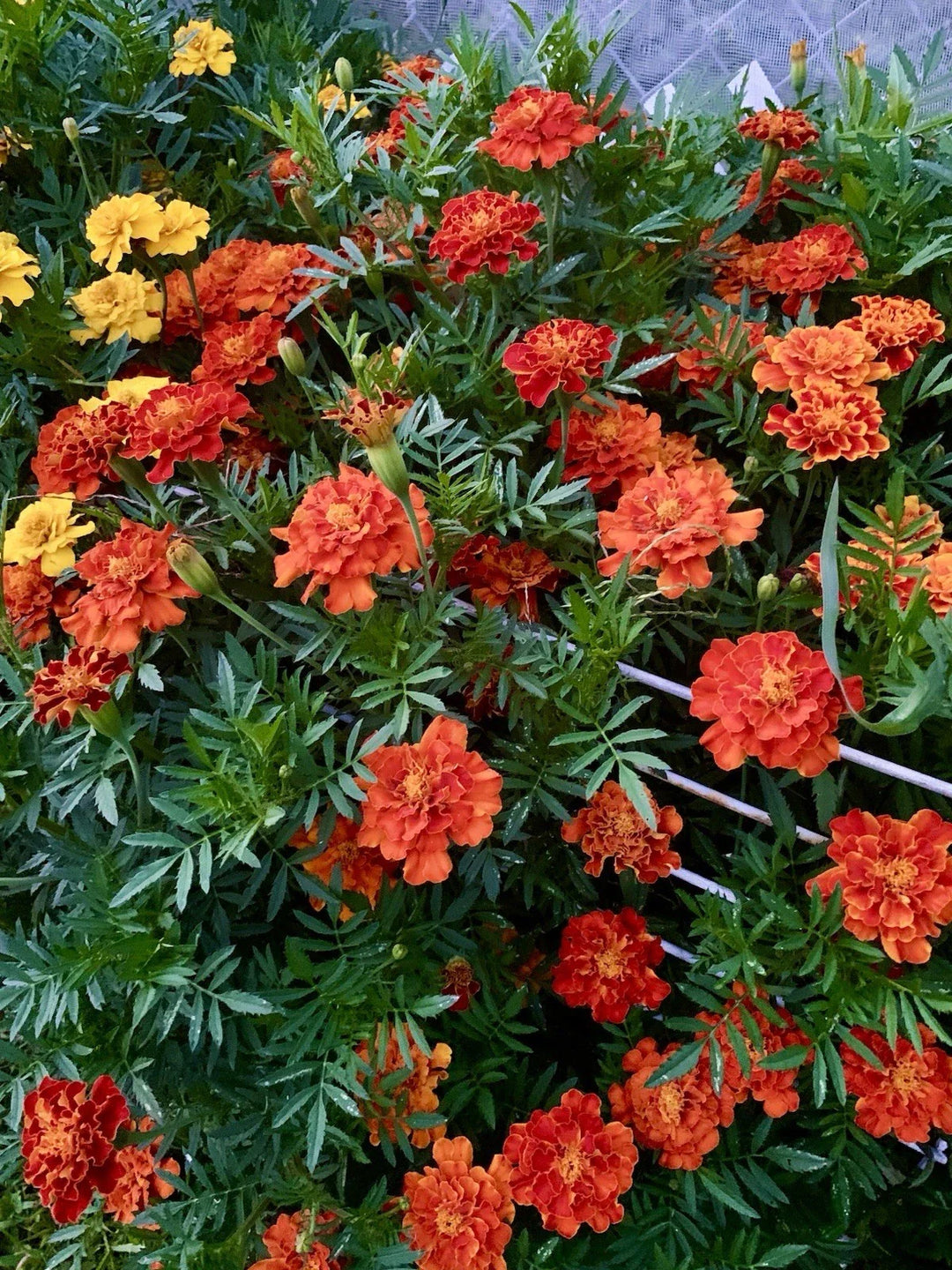 marigold french flower seeds