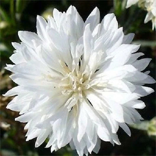 white cornflower flower seeds