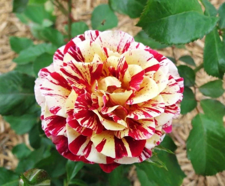 george burns flower seeds