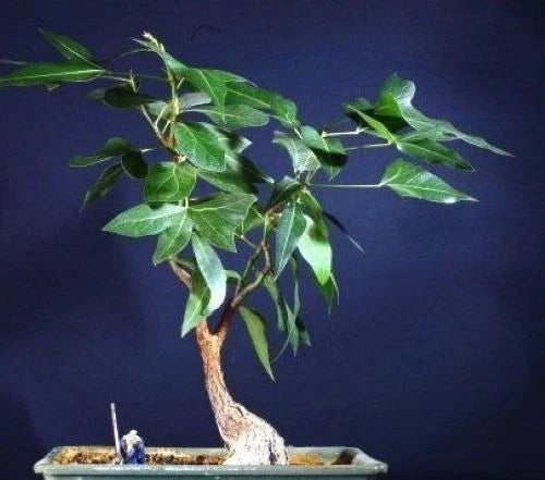 brachychiton populneus flower seeds