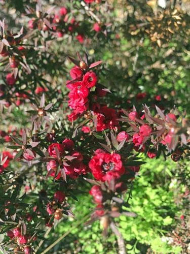 leptospermum scoparium flower seeds