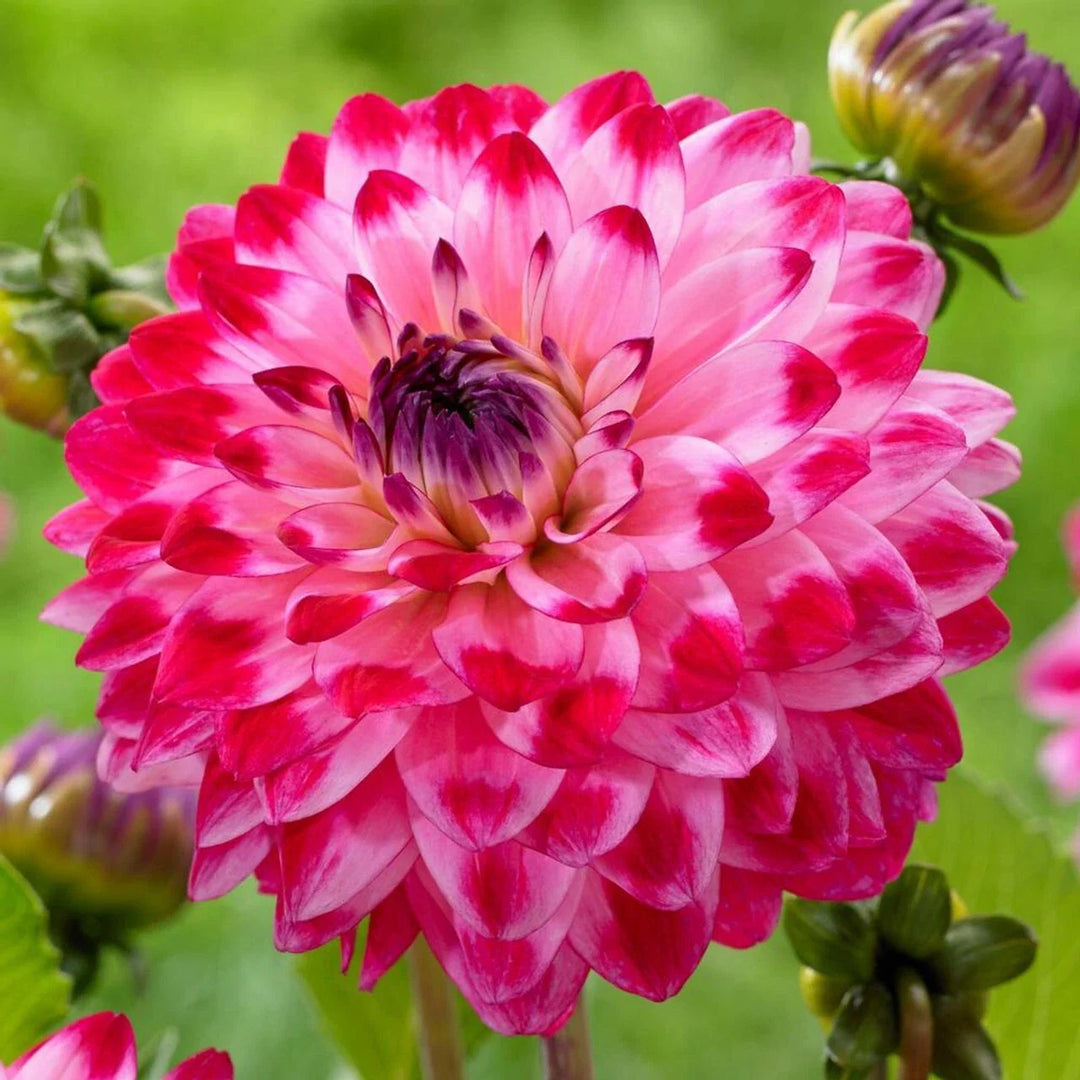 seniors dream flower seeds
