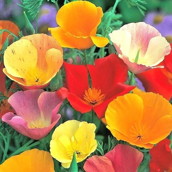 california poppy flower seeds