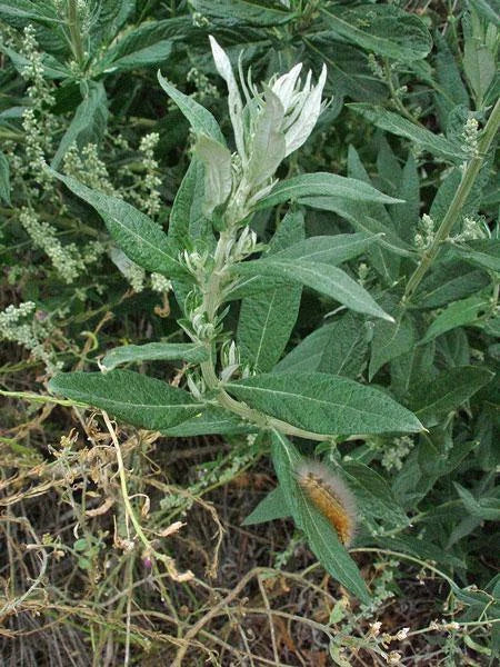 artemisia douglasiana flower seeds