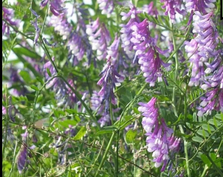 hairy vetch flower seeds