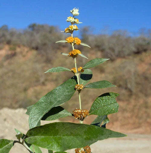 buddleja tucumanensis flower seeds