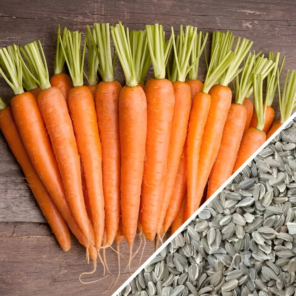 imperator carrot flower seeds