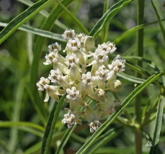 white milkweed flower seeds