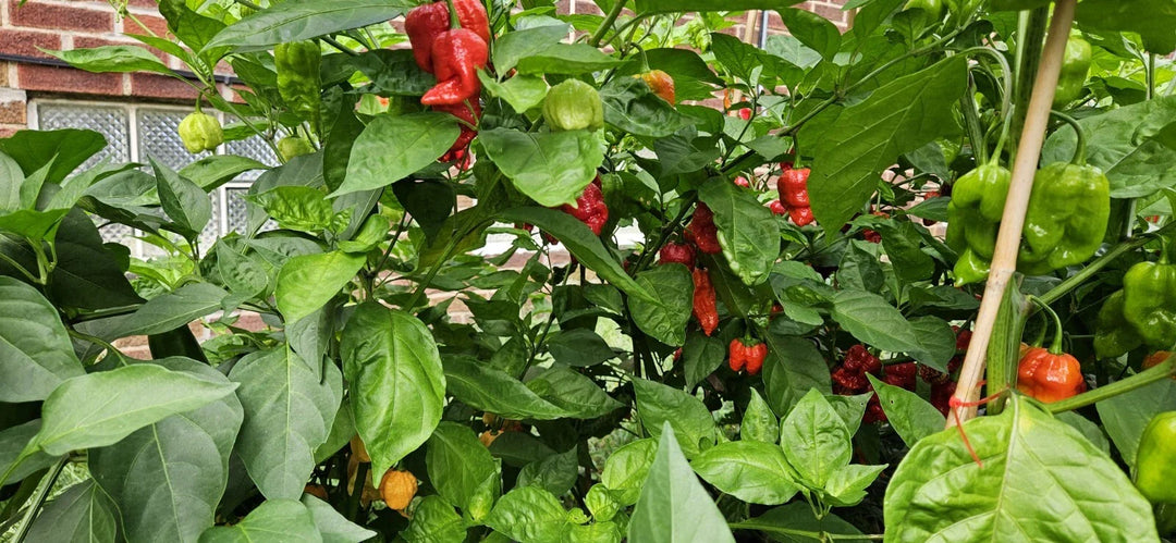 armageddon pepper flower seeds