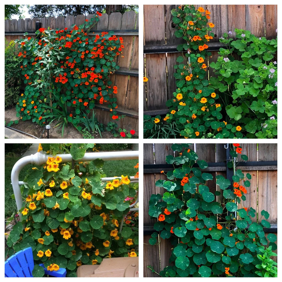 nasturtium flower flower seeds