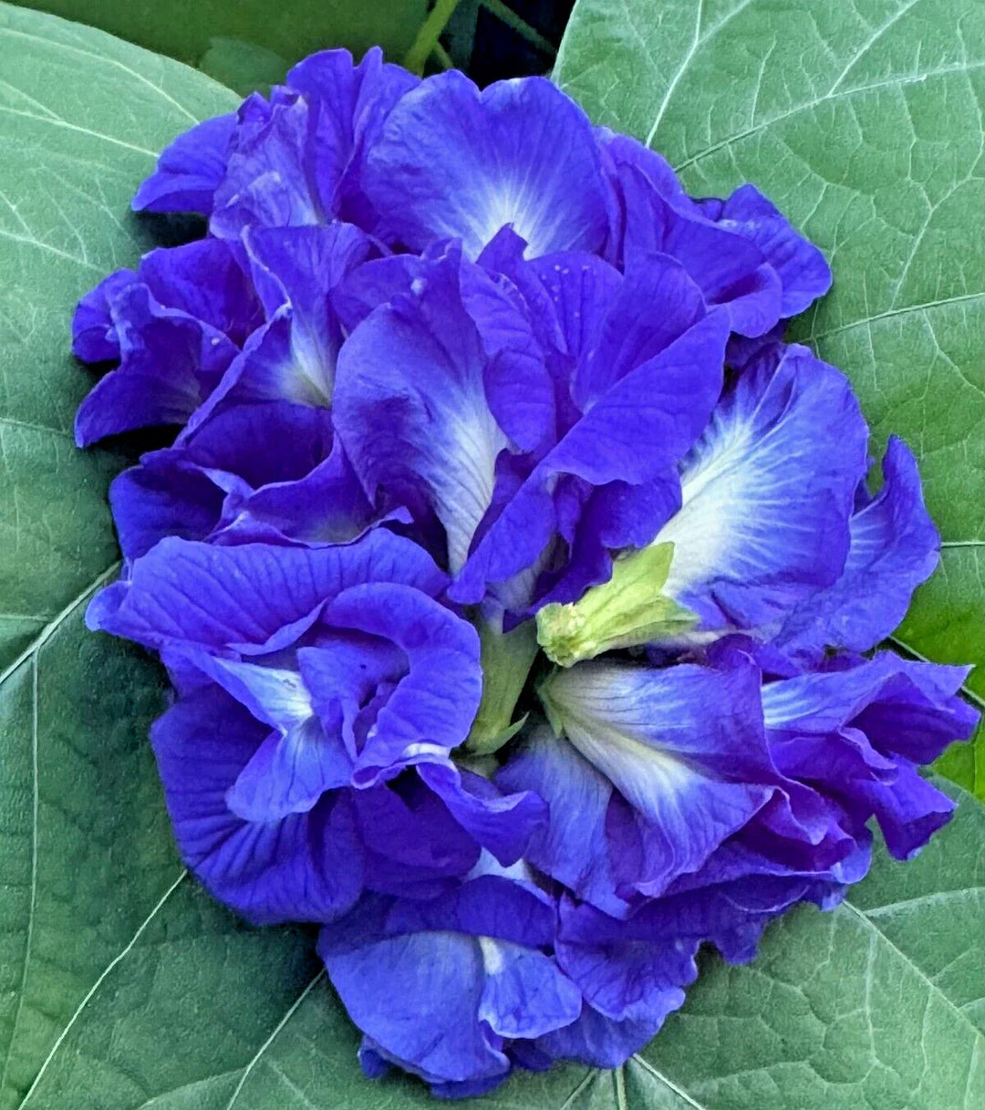blue pea flower seeds