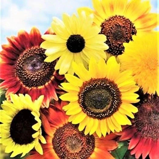 species mix flower seeds